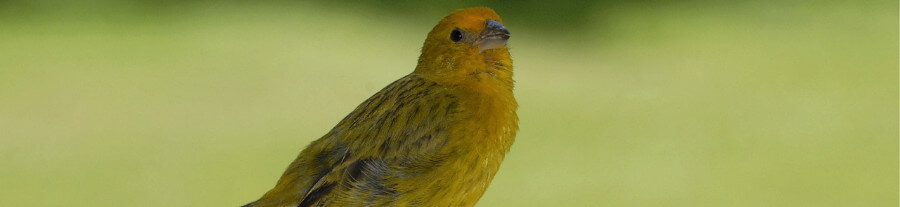 Mon canari ne chante pas : pourquoi et que faire ?