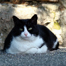 L’insuffisance rénale chez le chat