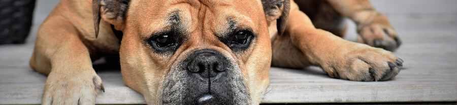 6 signes que votre chien n'a pas assez d'activité physique