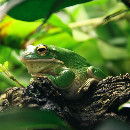 Conseils pour aménager un terrarium pour grenouilles