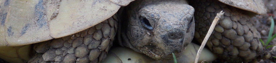 Quelle est la durée de vie d'une tortue domestique ?