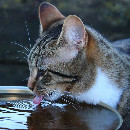 Quelle eau donner à son chat : eau du robinet ou en bouteille ?