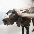 À quelle fréquence et comment faut-il laver son chien ?