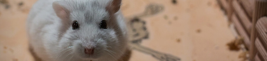 Comprendre le langage du hamster