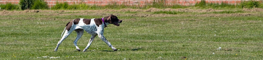 Top 10 des races de chiens d'arrêt