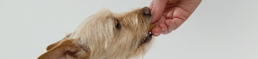 6 produits qui contiennent le Xylitol, édulcorant très toxique pour votre chien