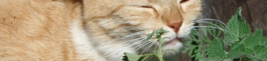 Les odeurs que les chats aiment et celles qu'ils détestent