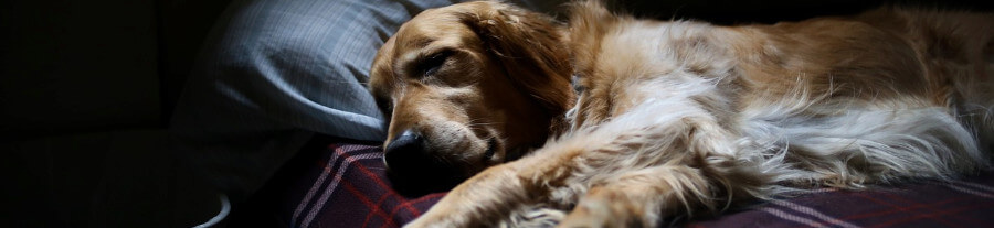 Le sommeil chez le chien : 4 troubles les plus courants