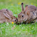Cohabitation entre les lapins