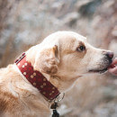 Santé du labrador