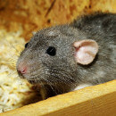Les aliments interdits aux rats domestiques