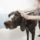 5 shampoings naturels pour toiletter son chien