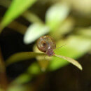 Comment se débarrasser des escargots dans son aquarium ?