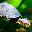 Les espèces de tortues aquatiques domestiques
