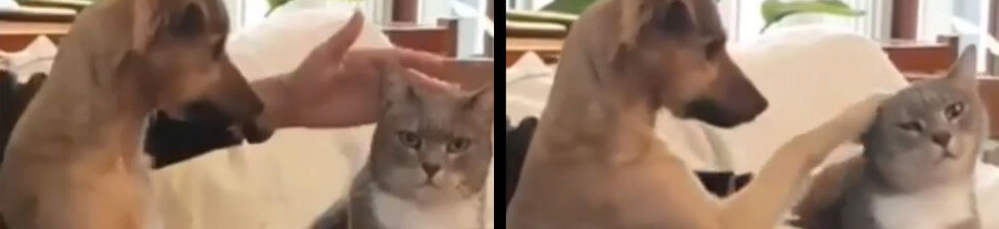 Un chien en train de caresser un chat a ému les internautes (vidéo)
