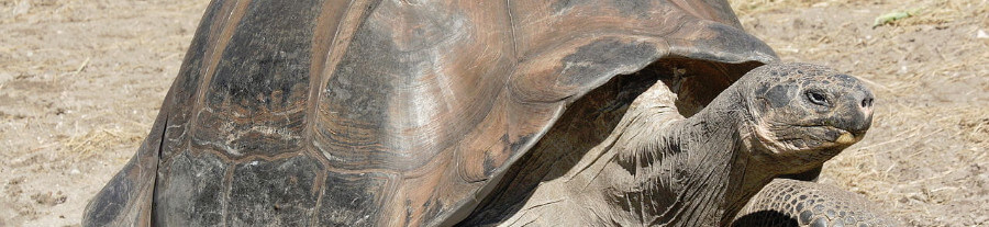 Pourquoi les tortues vivent longtemps ?