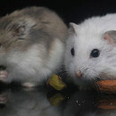 Les différentes races de hamster : comparatif de leurs comportements et de leurs prix