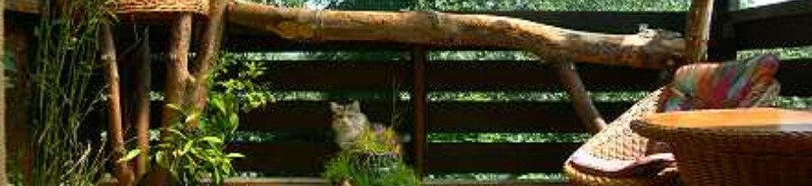 Catio, ou patio pour chat : nouvelle tendance pour assurer le bien-être de votre félin