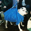 Dans le métro de New-York, photos drôles des chiens en sac