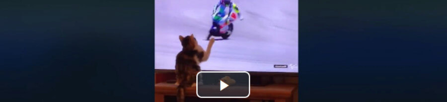 Vidéo : ce chat fait chuter un motard à la télévision