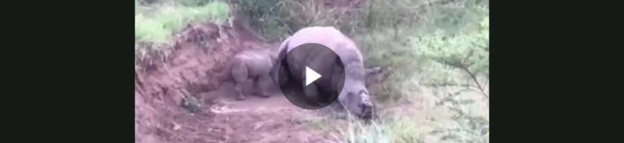 Ce bébé rhinocéros essaye de réanimer sa mère tuée pour sa corne