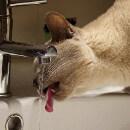 Pourquoi les chats boivent au robinet ?
