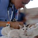 Effets secondaires des vaccins pour chien et chat