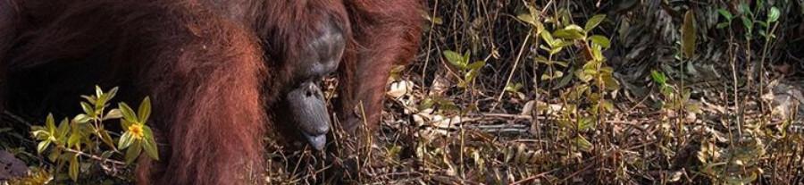 Indonésie : un orang-outan tend sa main pour venir en aide à un homme qu'il croit en danger