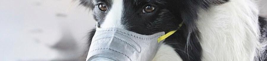Les ventes des masques pour chiens et chats explosent en Chine