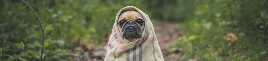 Dermatite atopique chez les chiens