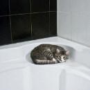 Shampooing sec pour chat : comment faire ?