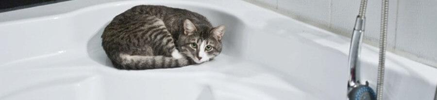 Shampooing sec pour chat : comment faire ?