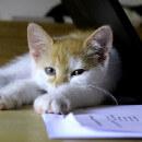 Pourquoi les chats aiment se coucher sur du papier ?