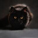 Les plus belles races de chats noirs