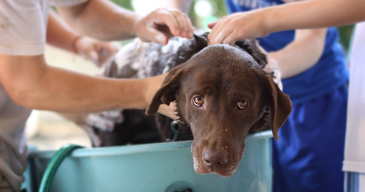 Les shampoings pour chien