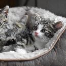 Adopter un chat mâle ou femelle : comment choisir ?