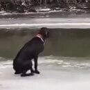 [Vidéo] Sauvetage d’un chien bloqué au milieu de la rivière glacée