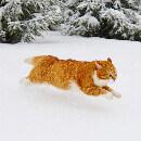 Le chat Ginger et ses splendides promenades dans la neige