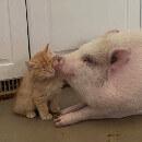 Wilbur et Billy : Quand un cochon et un chaton deviennent les meilleurs amis