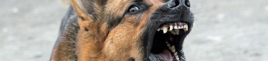 Avis de l’ANSES : la race n’est pas un bon indicateur pour prédire le risque de morsure de chien