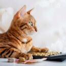 Adopter un chat : quel budget faut-il prévoir par mois et par an ?