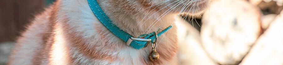 Collier pour chat : comment bien choisir le collier de son chat ?