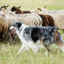 10 races de chiens de berger et leur histoire