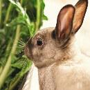 Mon lapin respire vite : pourquoi et que faire ?