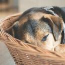 Comment faire dormir un chien dans son panier ?