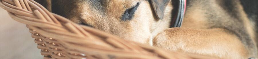 Comment faire dormir un chien dans son panier ?