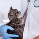 Une assurance pour chat couvre-t-elle une hospitalisation ?