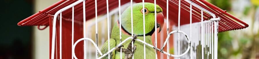 Guide complet pour choisir l'emplacement idéal de votre cage à oiseaux