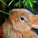 Les parasites les plus courants chez le lapin : diagnostic, traitement et prévention