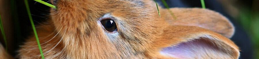 Les parasites les plus courants chez le lapin : diagnostic, traitement et prévention